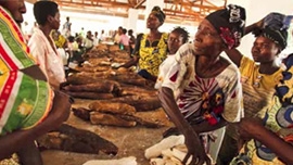 How much do women in Africa contribute to Agriculture?